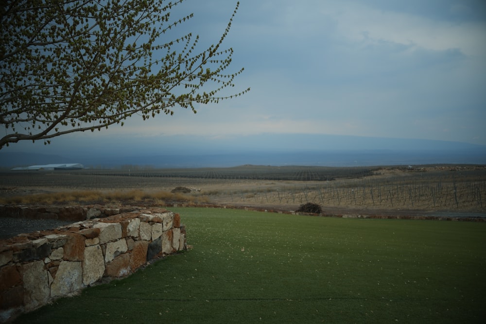 a field with a stone wall and a tree