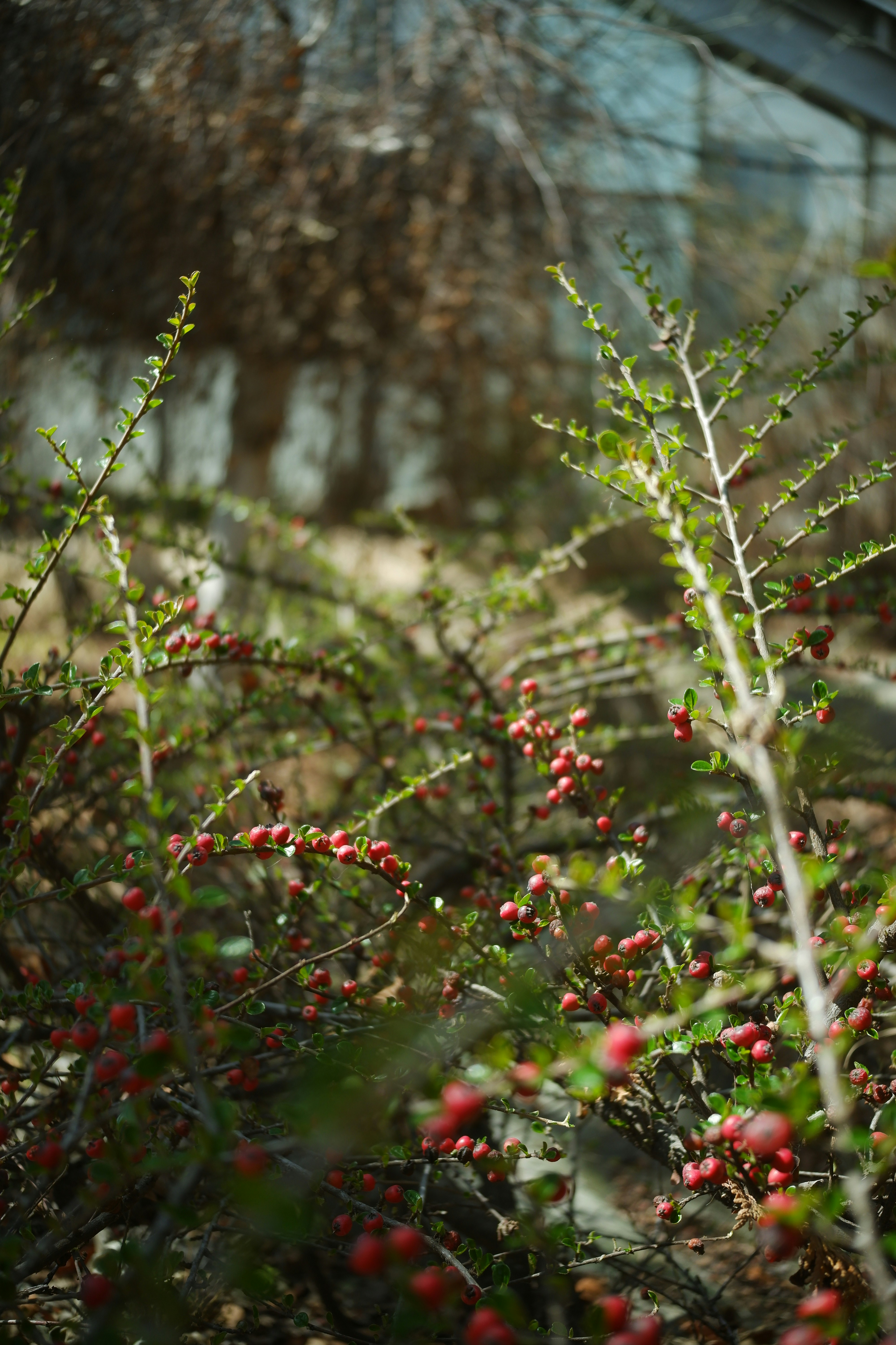 Photo by danielamuntyan