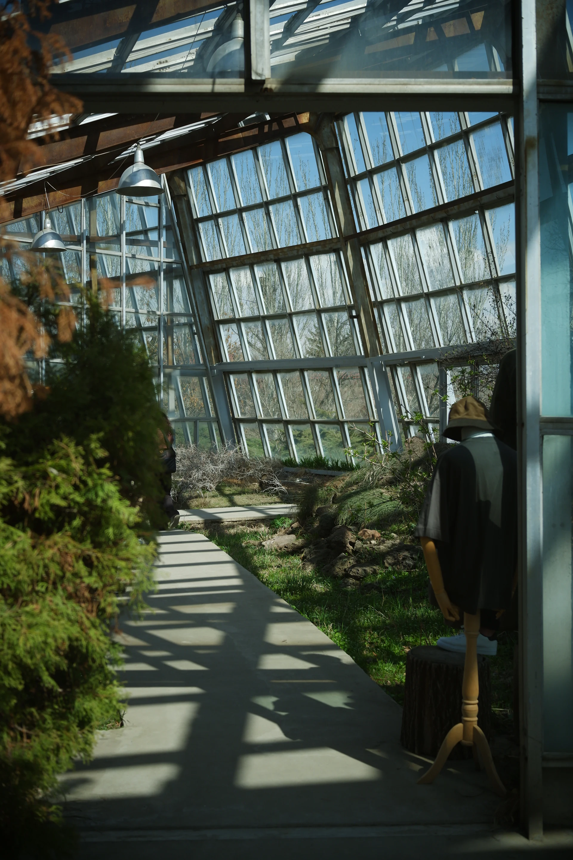 Bright glasshouse orangery interior with a planted path and climbing greenery