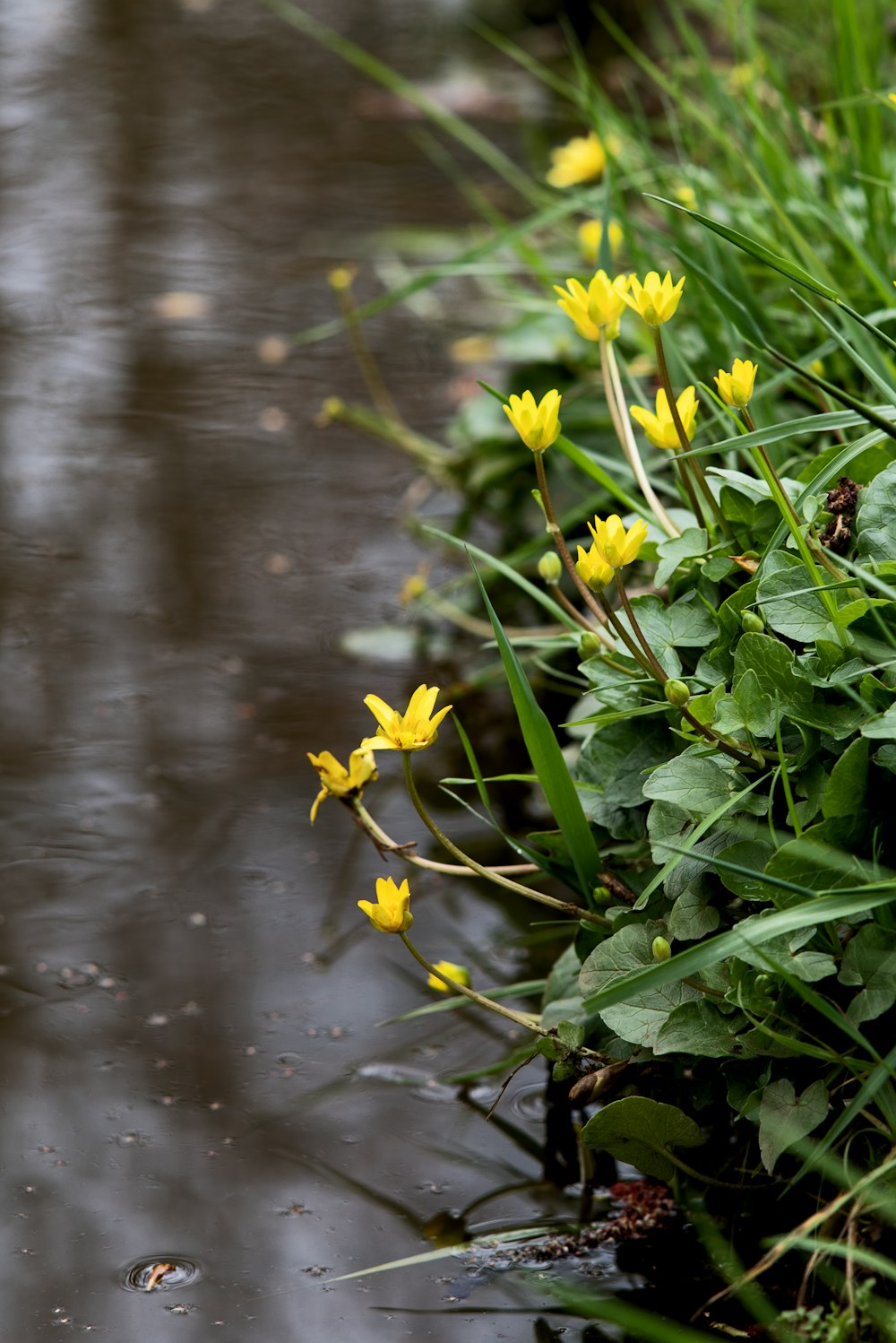 a bunch of flowers that are by some water