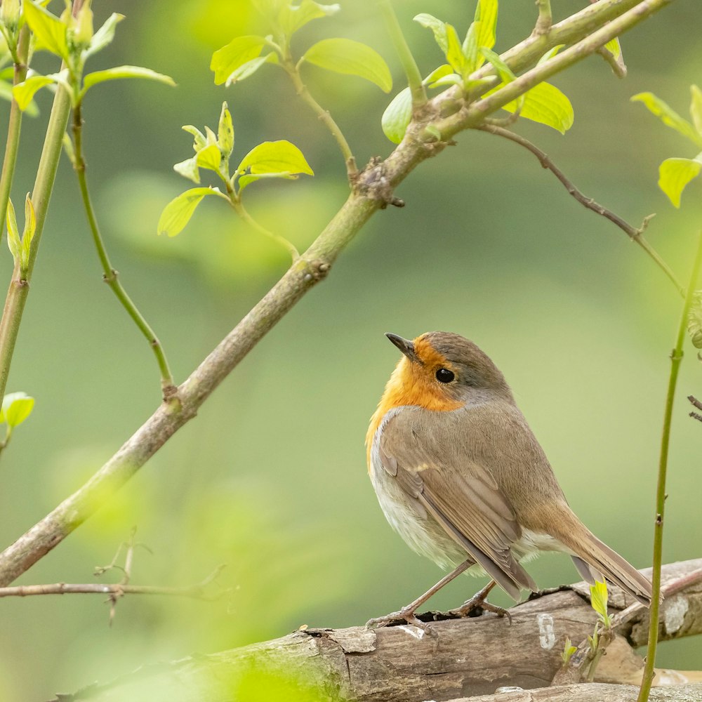 a small bird perched on a branch of a tree