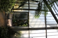 A spacious greenhouse interior with large glass panels letting in filtered sunlight. Lush green ferns and other plants are situated near the metal framework, creating a serene and natural environment.