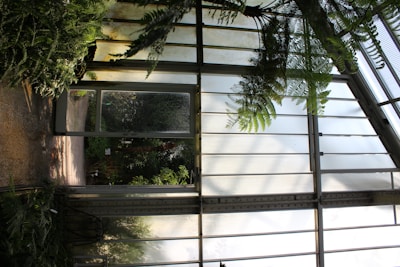 A spacious greenhouse interior with large glass panels letting in filtered sunlight. Lush green ferns and other plants are situated near the metal framework, creating a serene and natural environment.