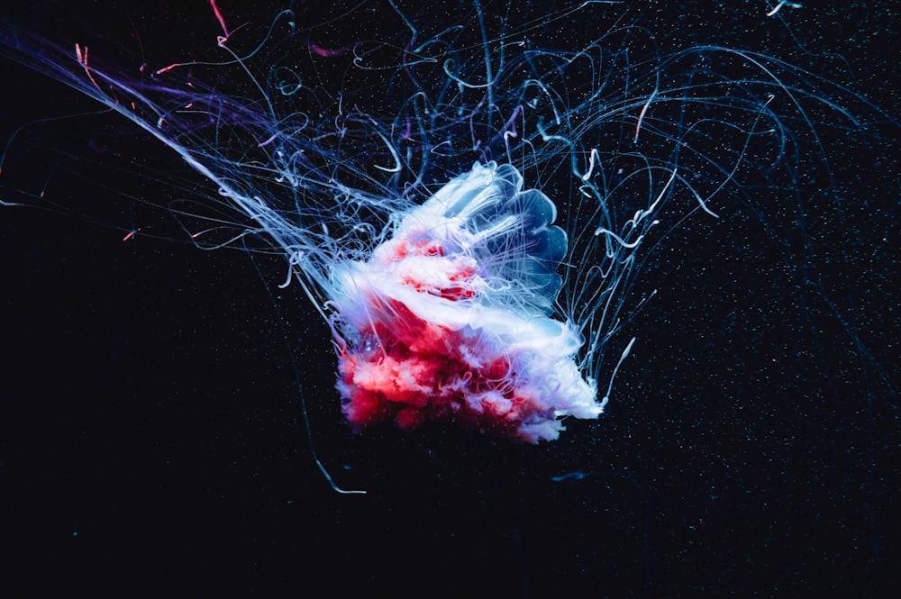 a red and white jelly floating in the water