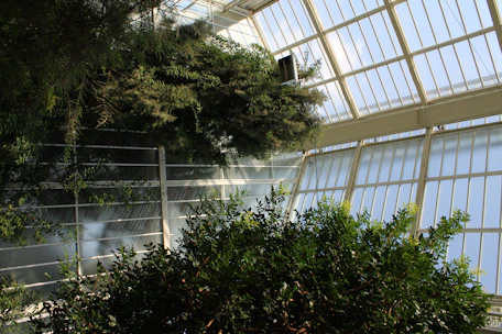 A tall vertical greenhouse filled with lush green moringa and ashawinga plants bathed in natural light.