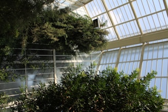 A vibrant greenhouse showcasing lush hydroponic plants flourishing under natural light.