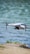 A white drone is captured in mid-flight above a water body, with its camera facing forward and propellers in motion. The background is blurred, showing a mix of blue water and a hint of green vegetation along the shore.