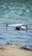 A white drone is captured in mid-flight above a water body, with its camera facing forward and propellers in motion. The background is blurred, showing a mix of blue water and a hint of green vegetation along the shore.