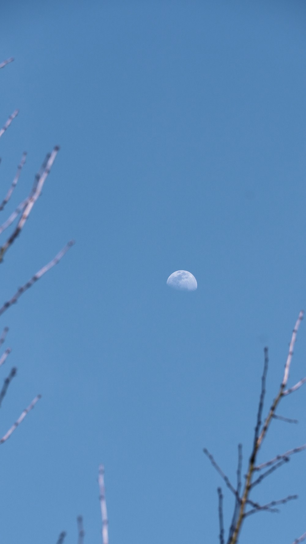 a half moon seen through the branches of a tree