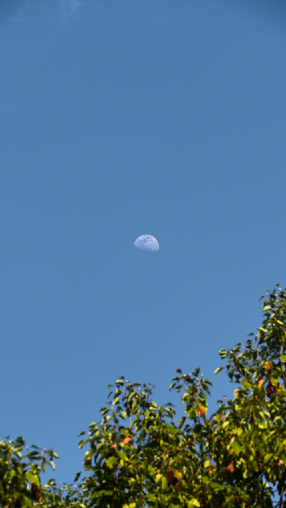 a view of the moon through some trees