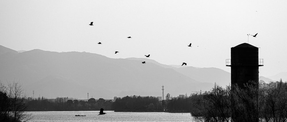 a flock of birds flying over a body of water