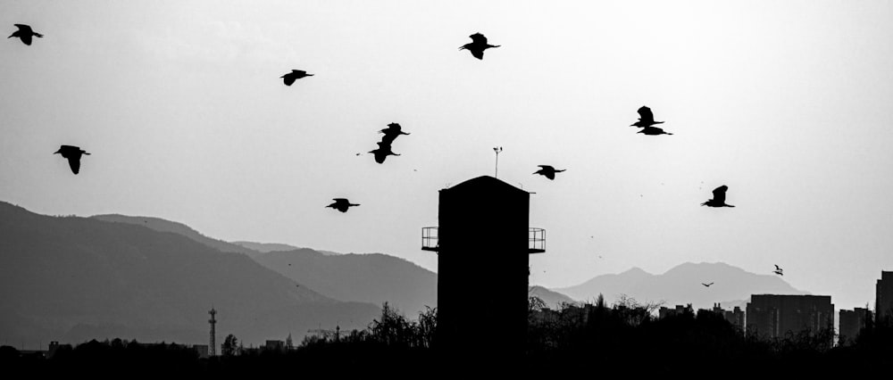 a flock of birds flying over a tall building