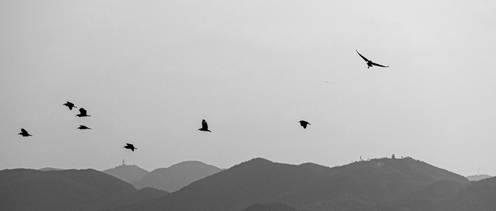 a flock of birds flying over a mountain range