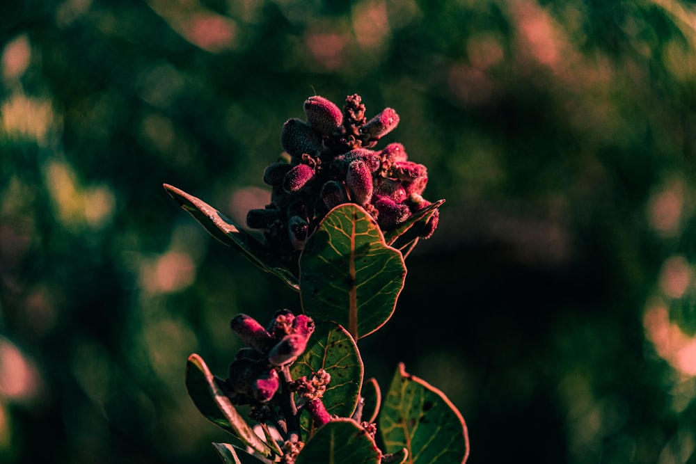 a close up of a plant with purple flowers