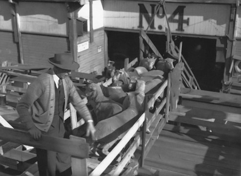 A man in a hat and suit stands next to a wooden structure holding a group of sheep. The setting appears to be a livestock facility or loading area, marked with the number 'N. 4' in the background.
