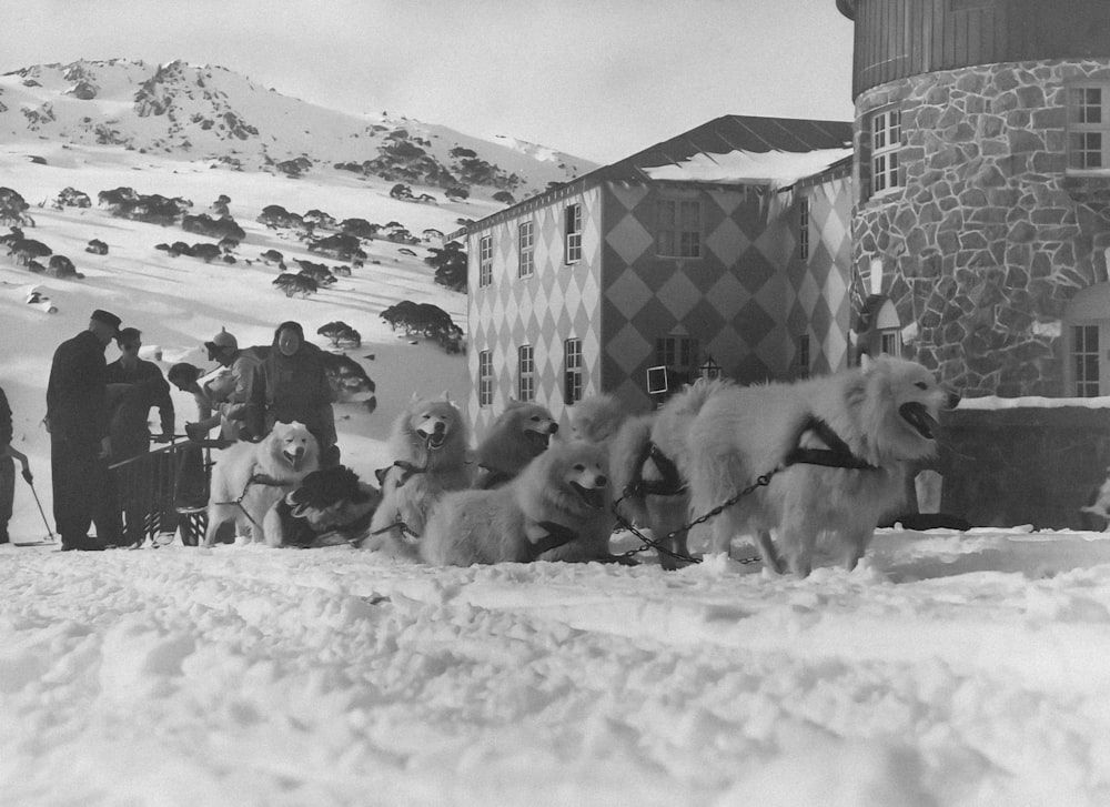 a black and white photo of people and dogs in the snow