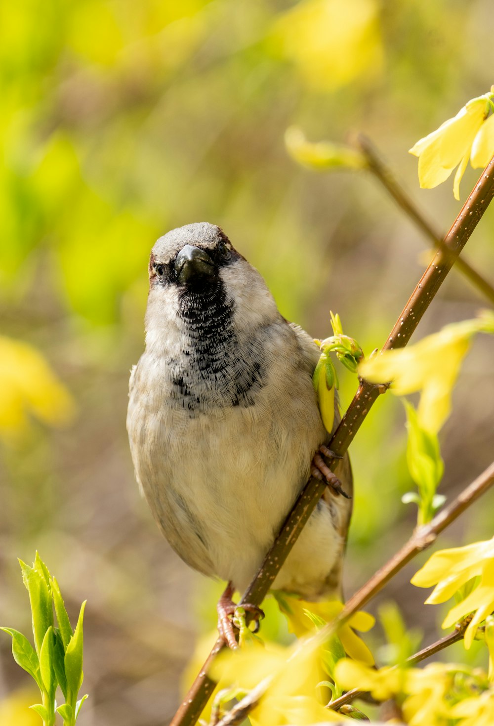 a small bird perched on a branch of a tree