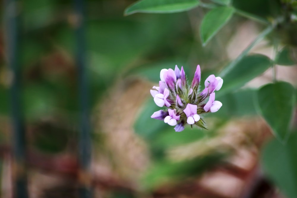 a close up of a small purple flower