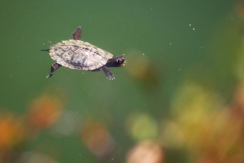 eine kleine Schildkröte, die in einem Wasserteich schwimmt