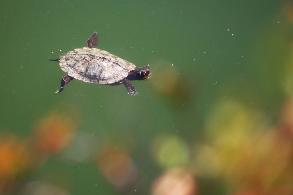 a small turtle swimming in a pond of water