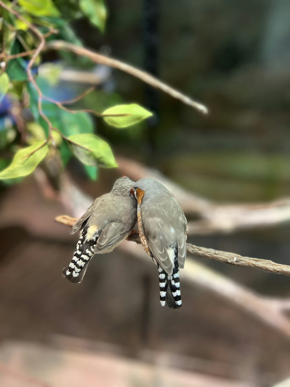 a couple of birds sitting on top of a tree branch