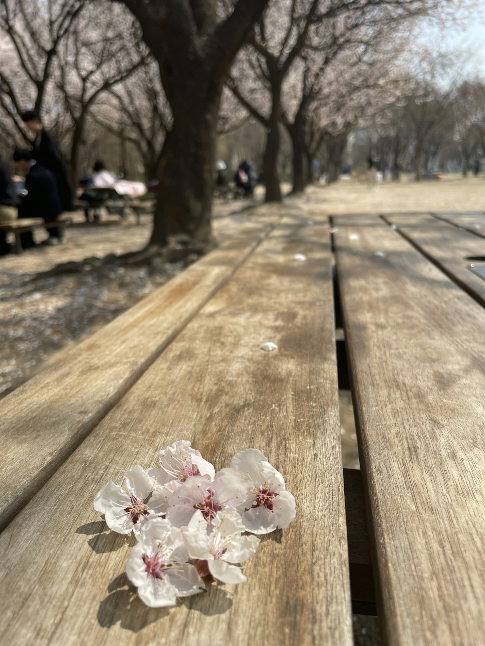 a flower is sitting on a wooden bench