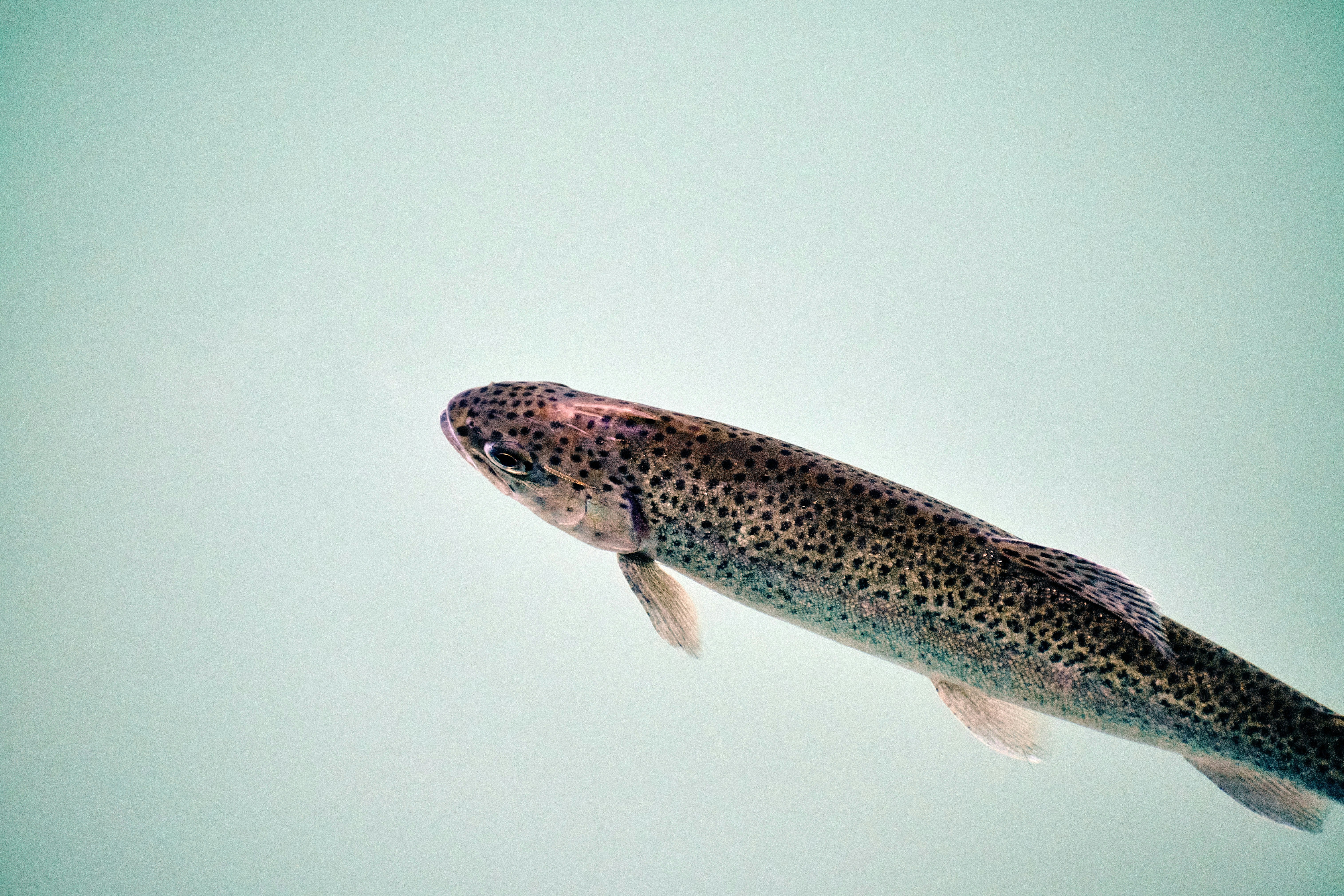 a fish floating in the water on a clear day