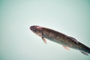 Black Arwana Rare