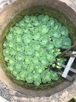 A circular stone well filled with lush green aquatic plants, likely water lettuce, covers the surface. A wooden ladder partially submerged adds a rustic element. Moss lines the inner edge of the well, creating a natural and tranquil setting.