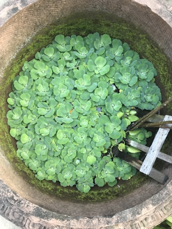 A circular stone well filled with lush green aquatic plants, likely water lettuce, covers the surface. A wooden ladder partially submerged adds a rustic element. Moss lines the inner edge of the well, creating a natural and tranquil setting.