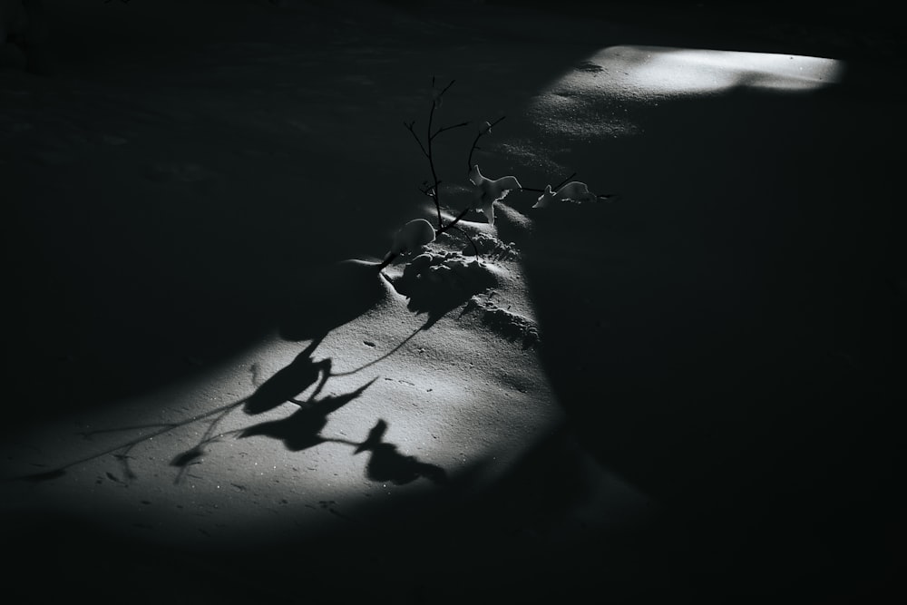 a shadow of a plant on a snow covered ground