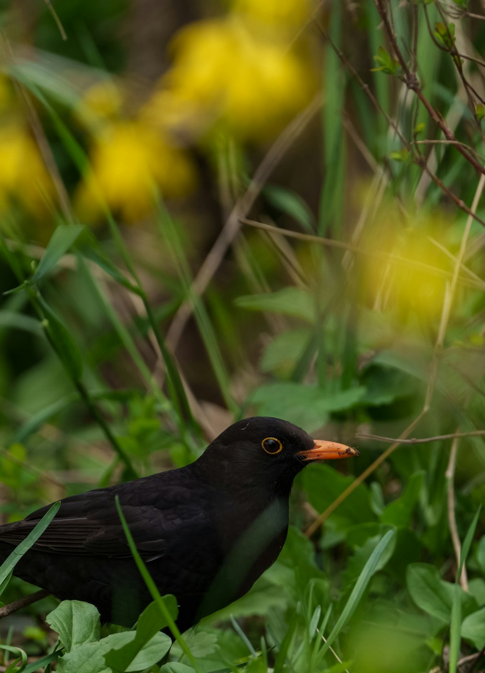 Un oiseau noir se tient dans l’herbe