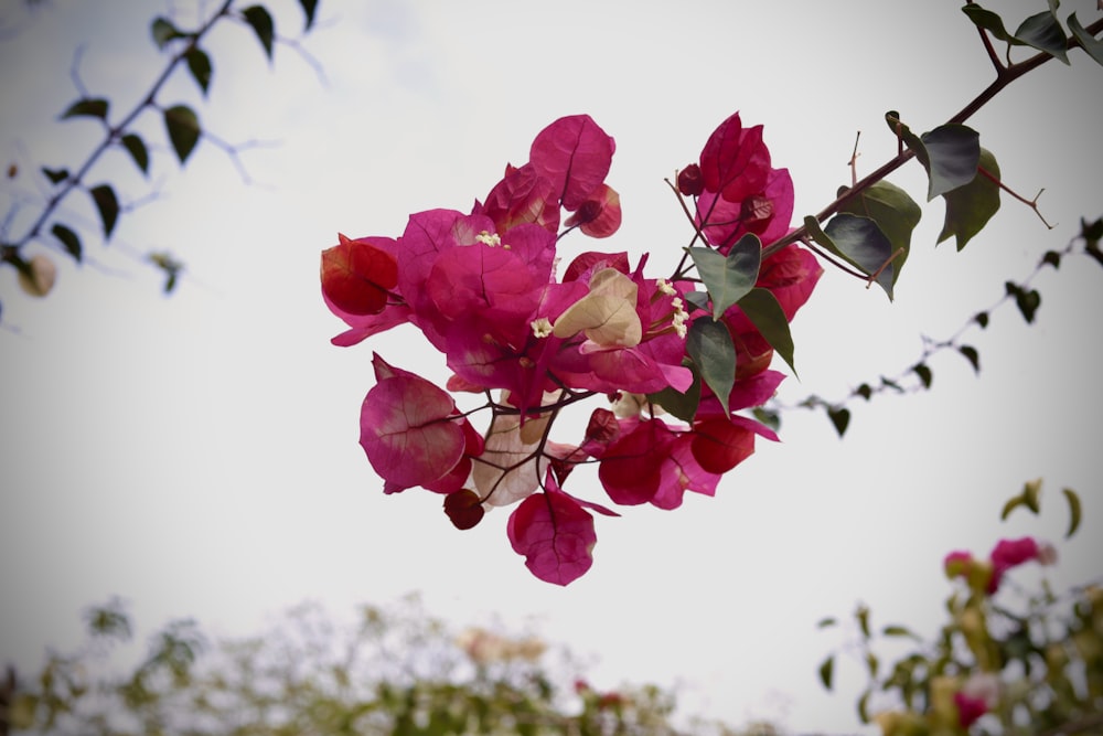 un bouquet de fleurs roses suspendues à un arbre