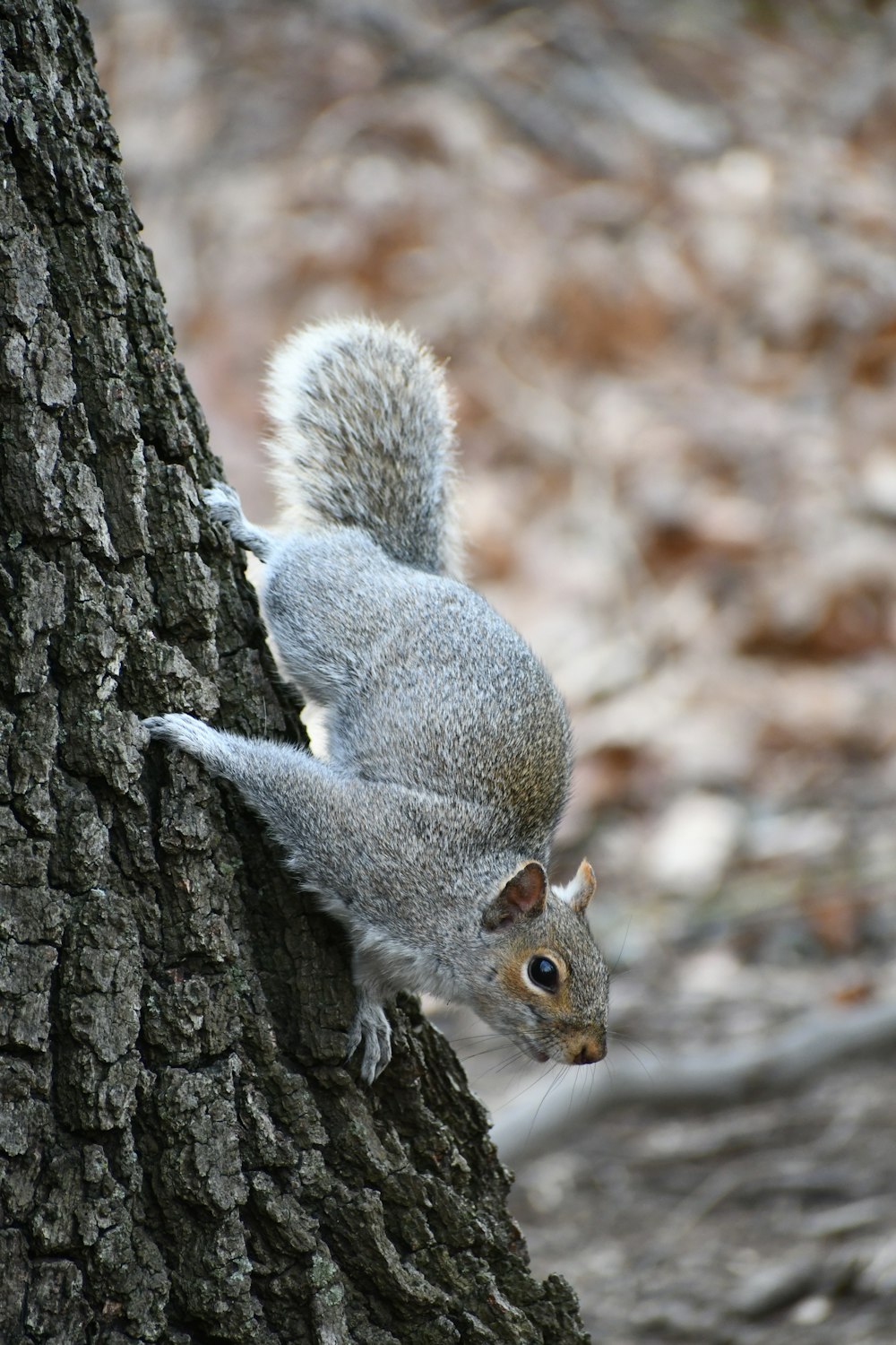 a squirrel climbing up the side of a tree