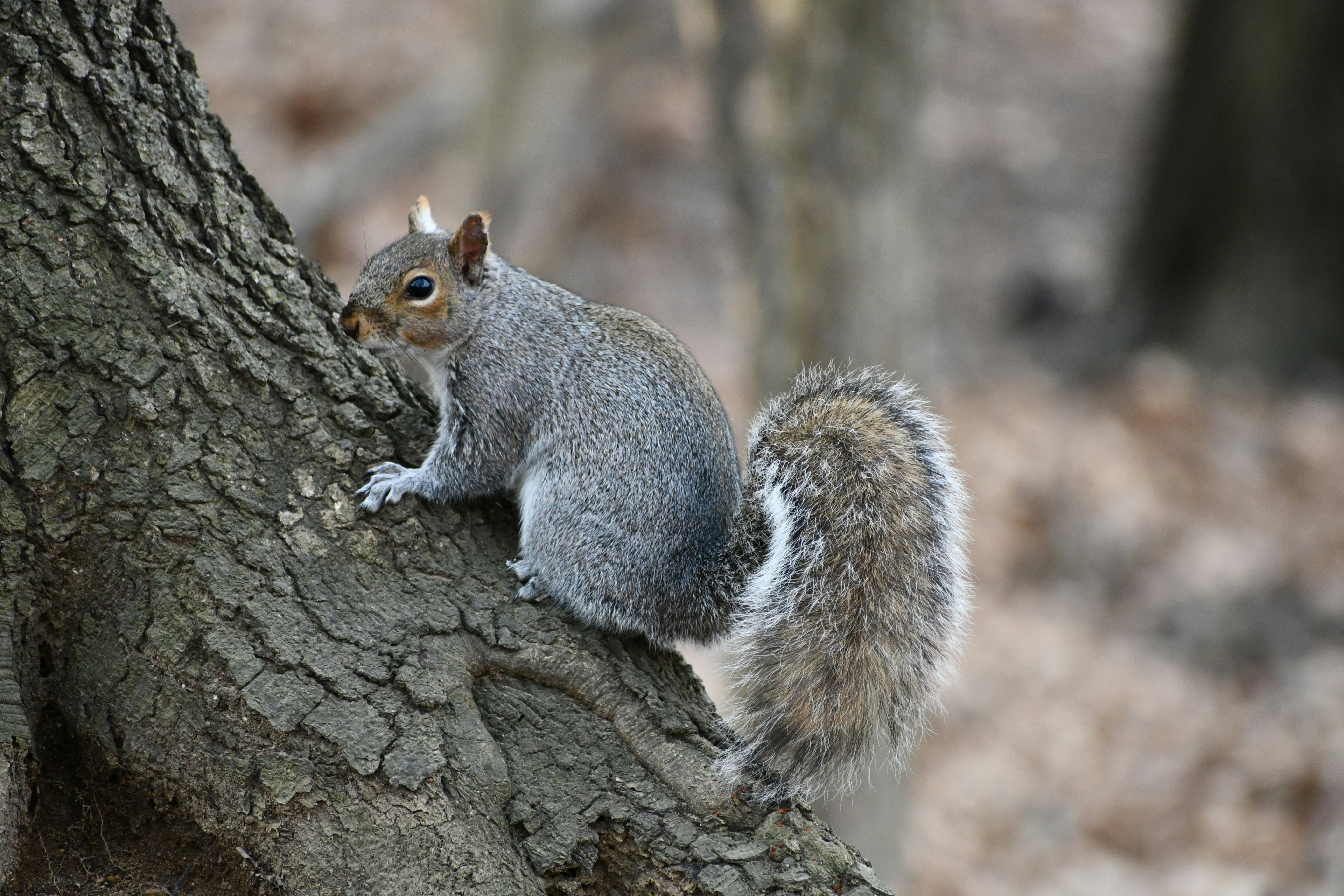 Ein Eichhörnchen sitzt auf einem Ast
