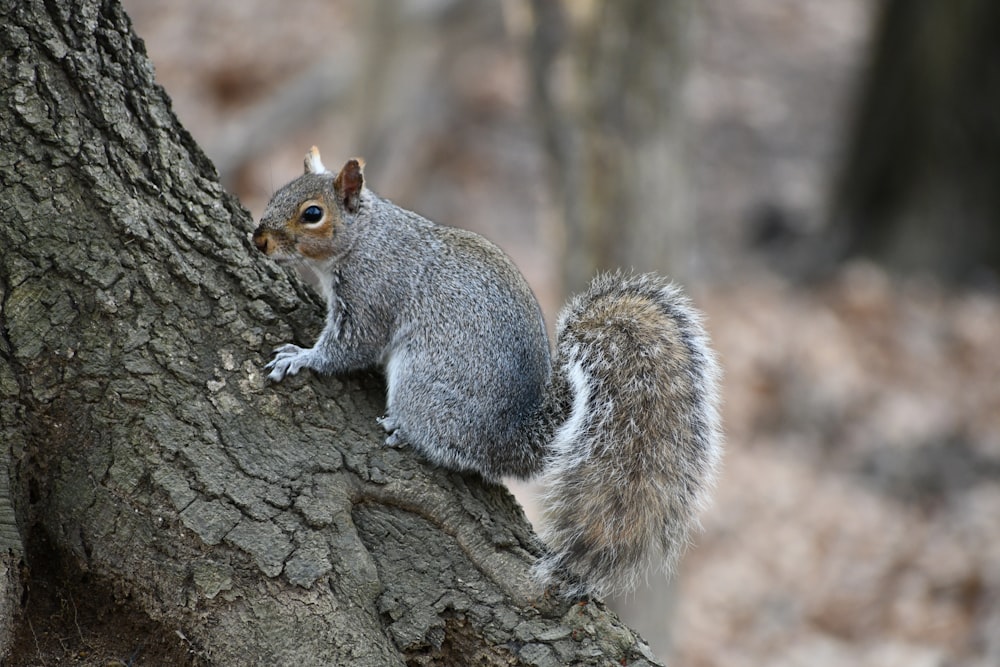 a squirrel is sitting on a tree branch