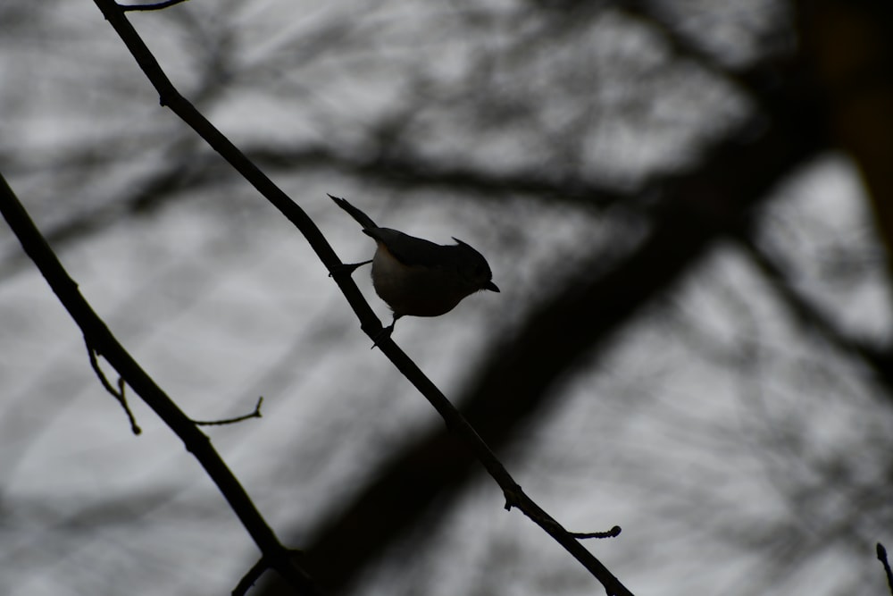 a small bird perched on a branch of a tree