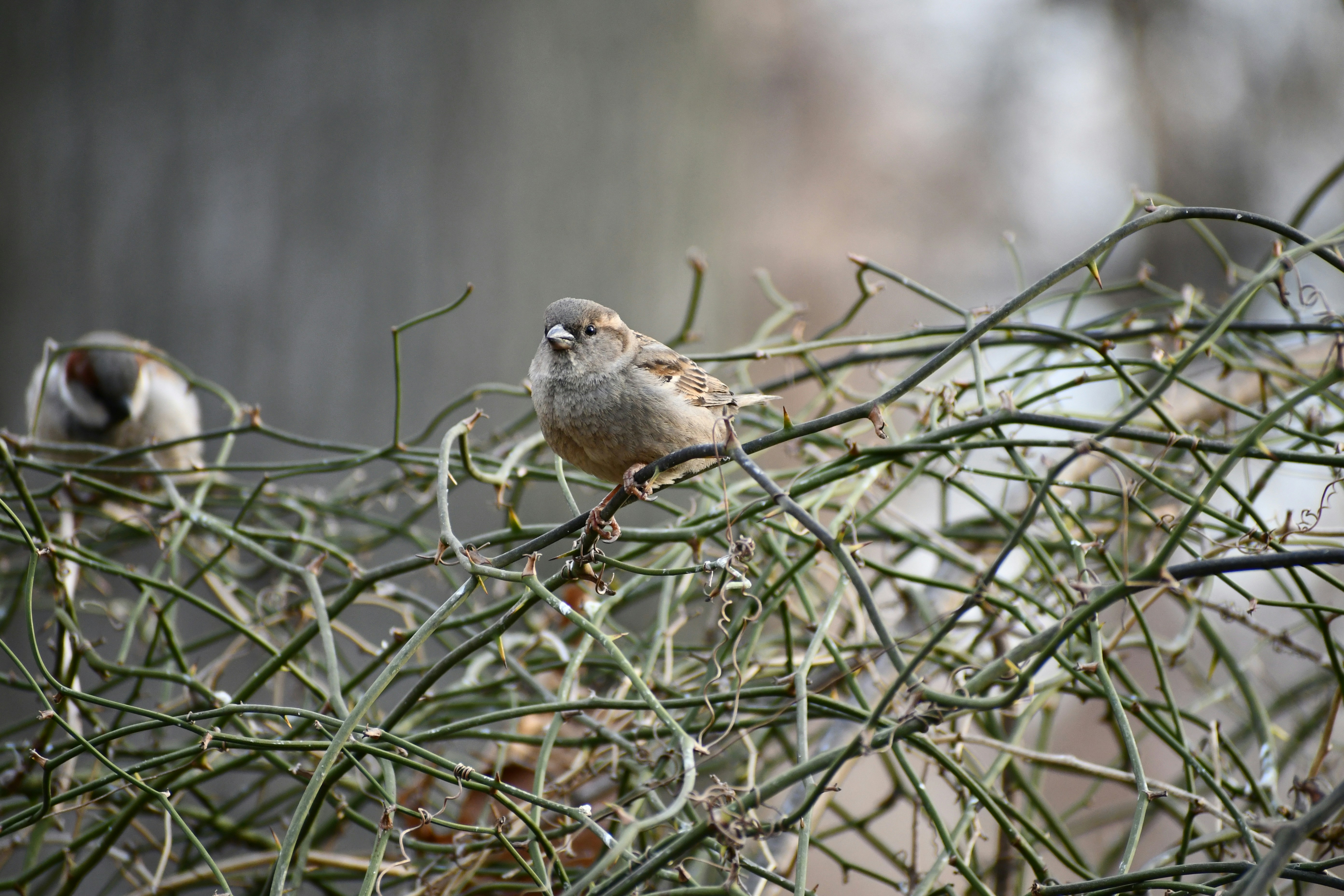 Ein paar Vögel sitzen auf einem Ast