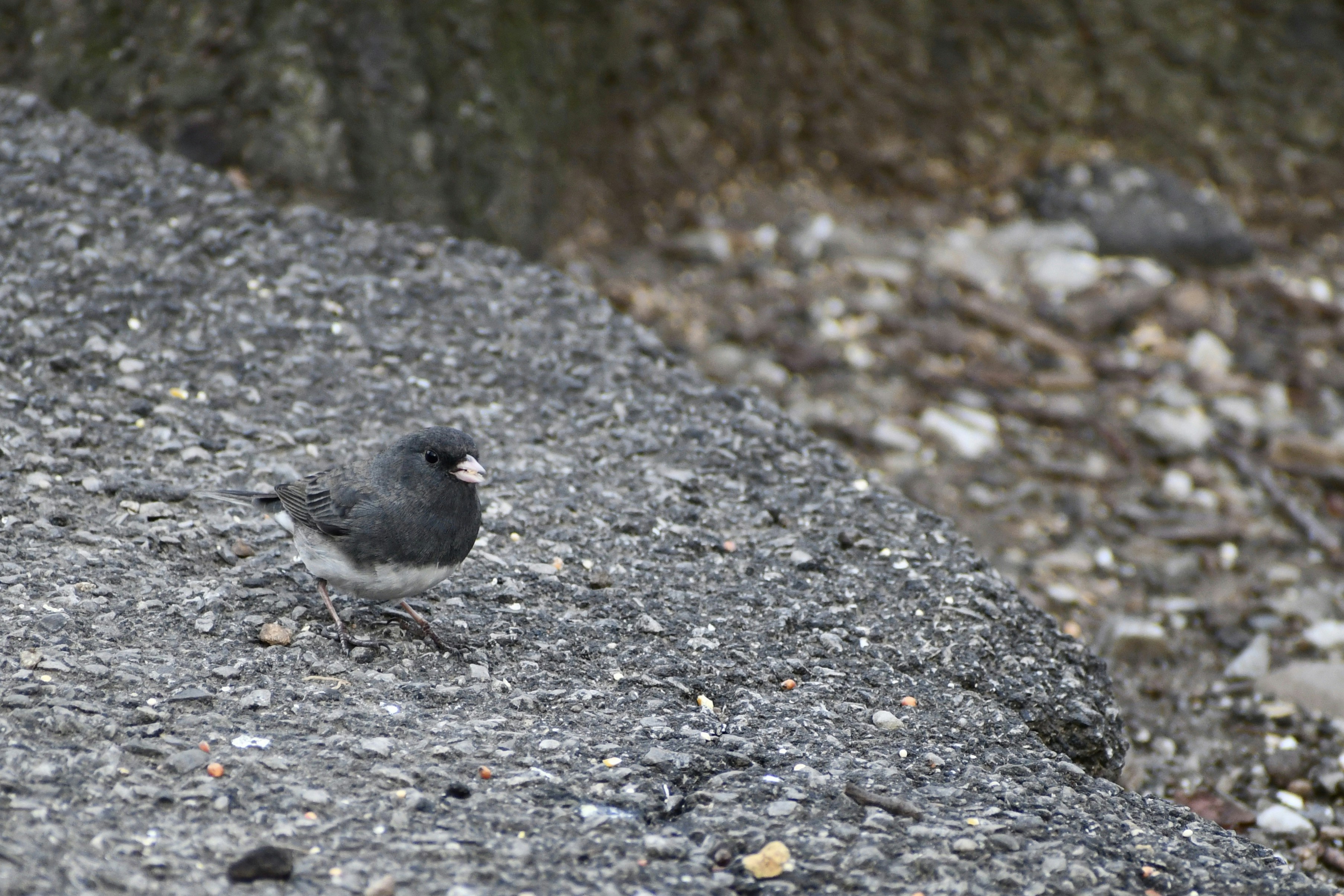 Ein kleiner Vogel steht auf einem Felsen