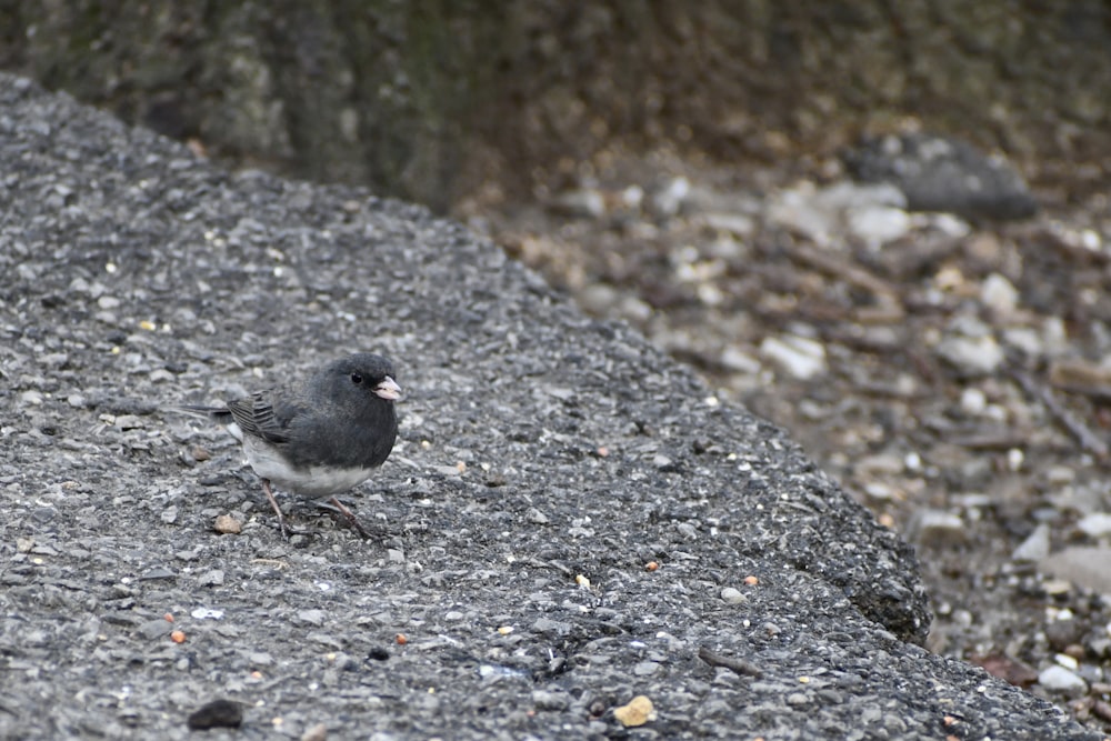 a small bird is standing on a rock