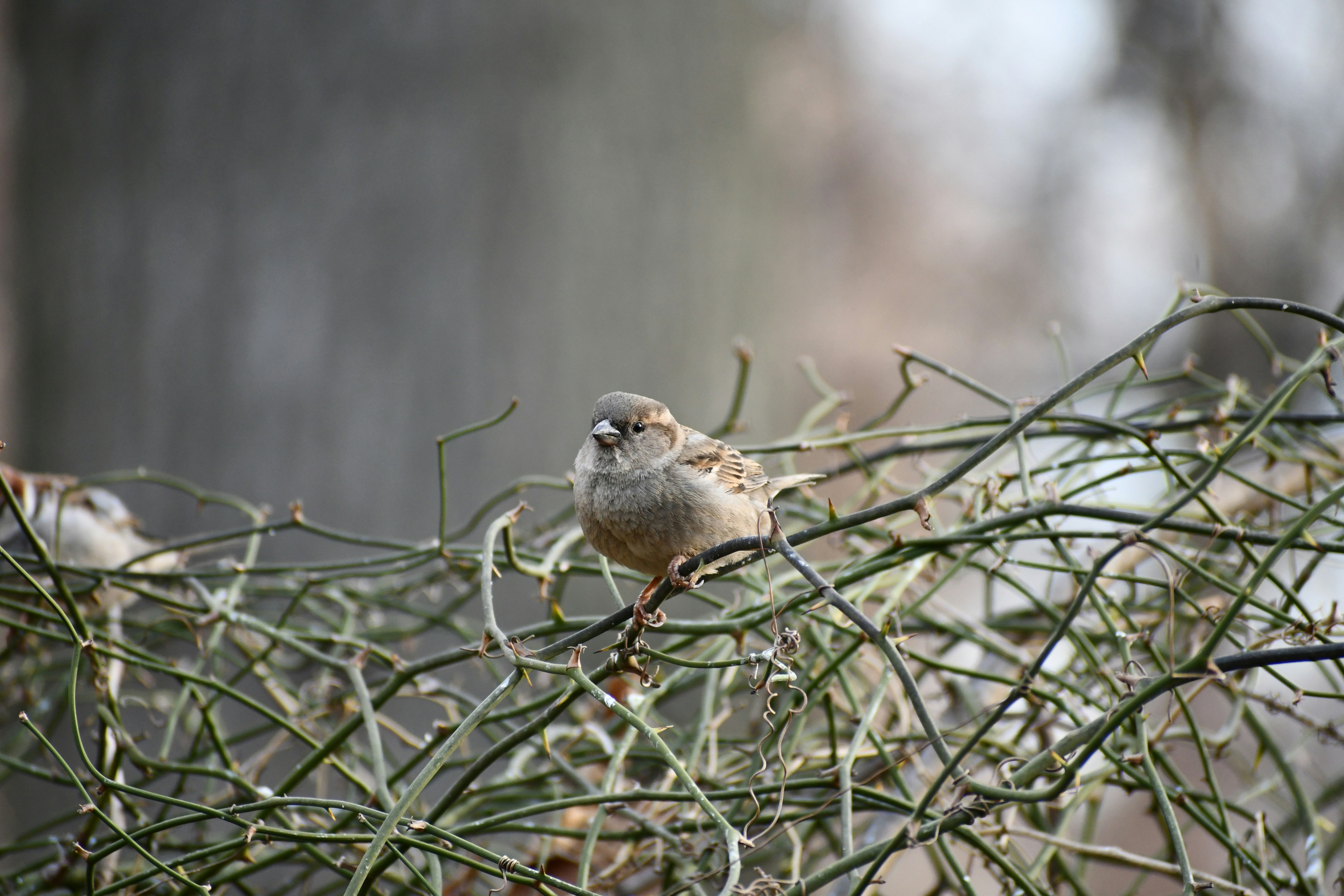 Ein kleiner Vogel sitzt auf einem Ast