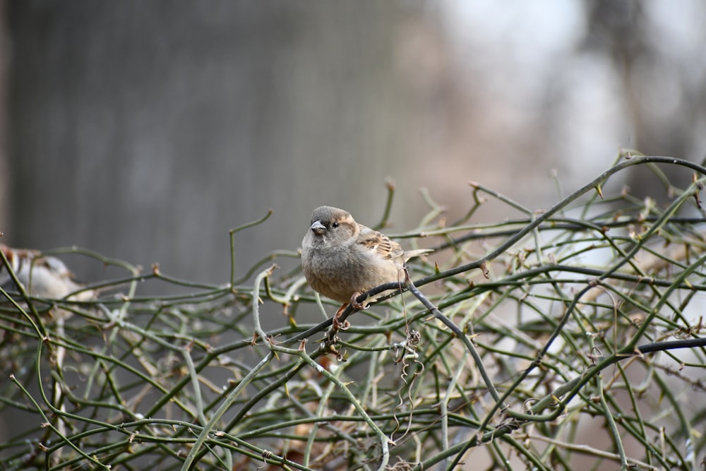 a small bird sitting on top of a tree branch