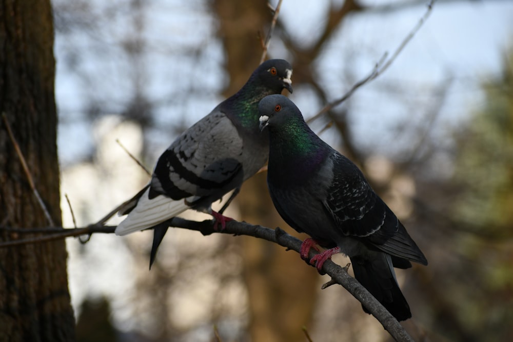 a couple of birds sitting on top of a tree branch