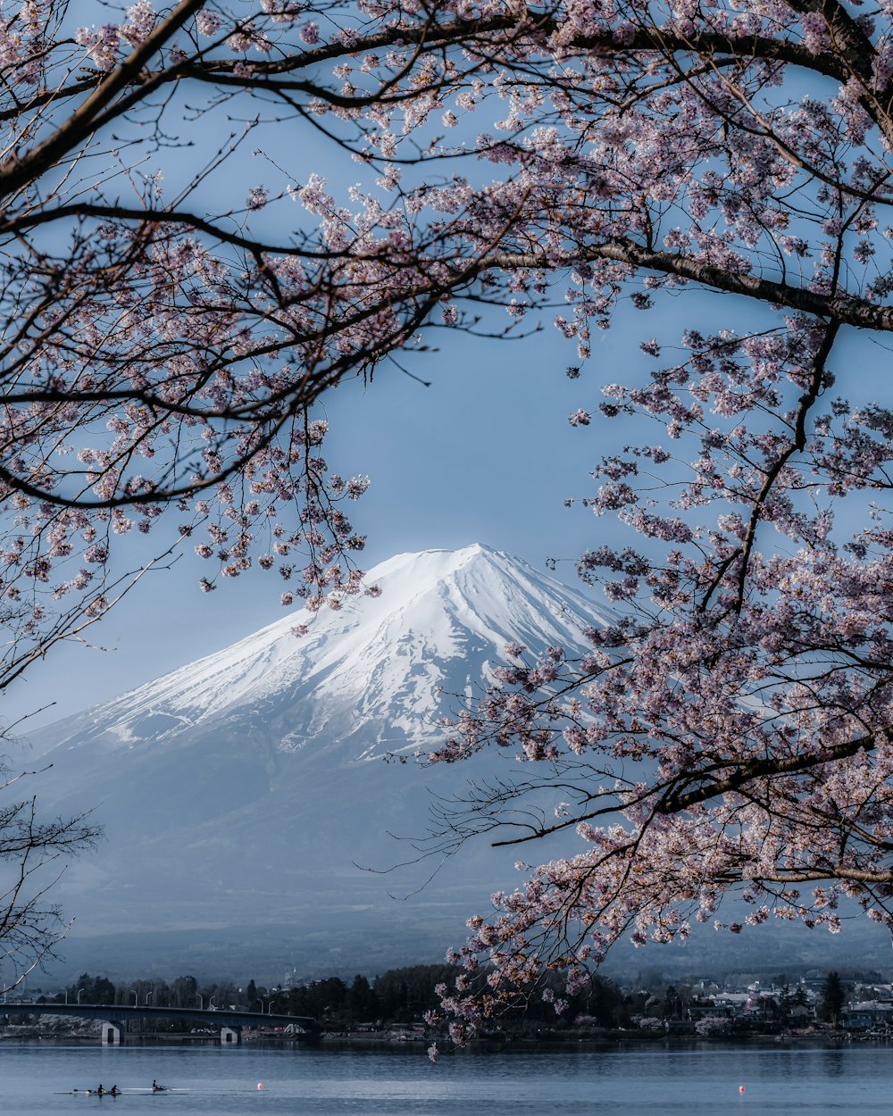 a snow covered mountain in the distance with trees in the foreground