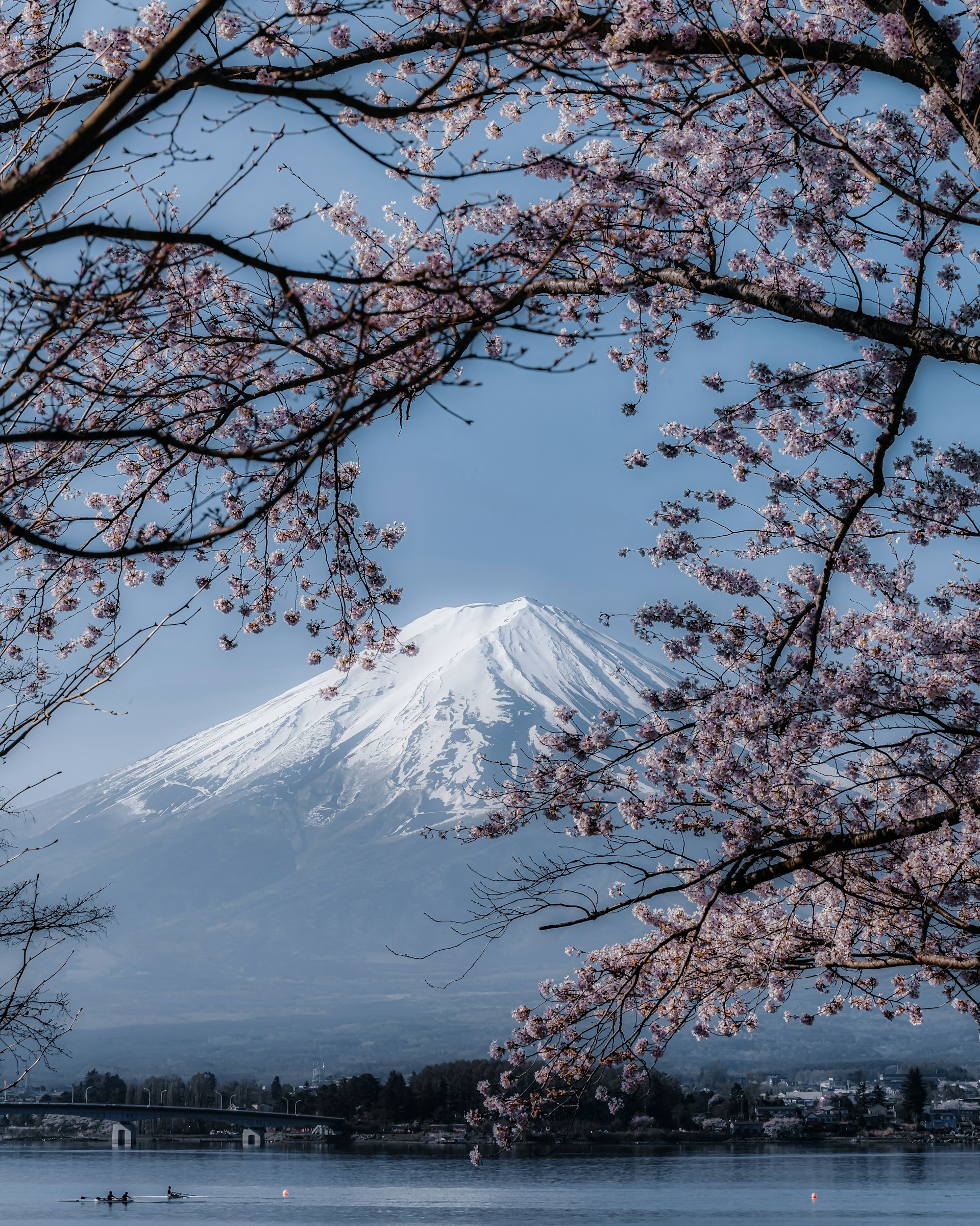 a snow covered mountain in the distance with trees in the foreground