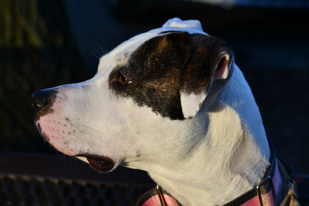 a close up of a dog wearing a collar