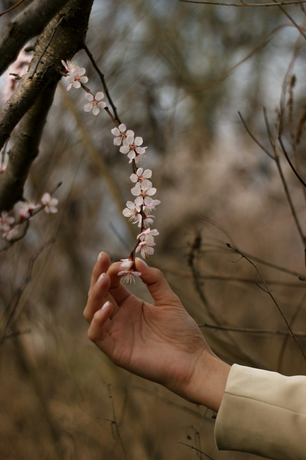 a hand holding a branch with white flowers