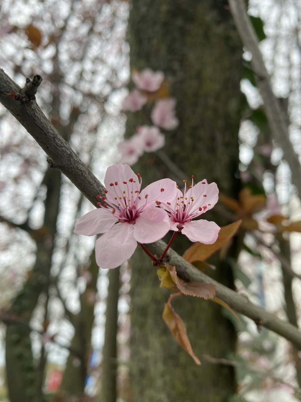 una rama de un cerezo con flores rosadas