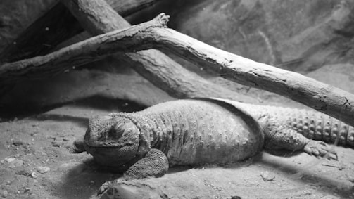A large reptile resembling an iguana is lying on a sandy surface with several large, textured logs nearby. The lighting is soft and the entire scene is in grayscale, highlighting the detailed textures of the reptile's skin and the surface around it.