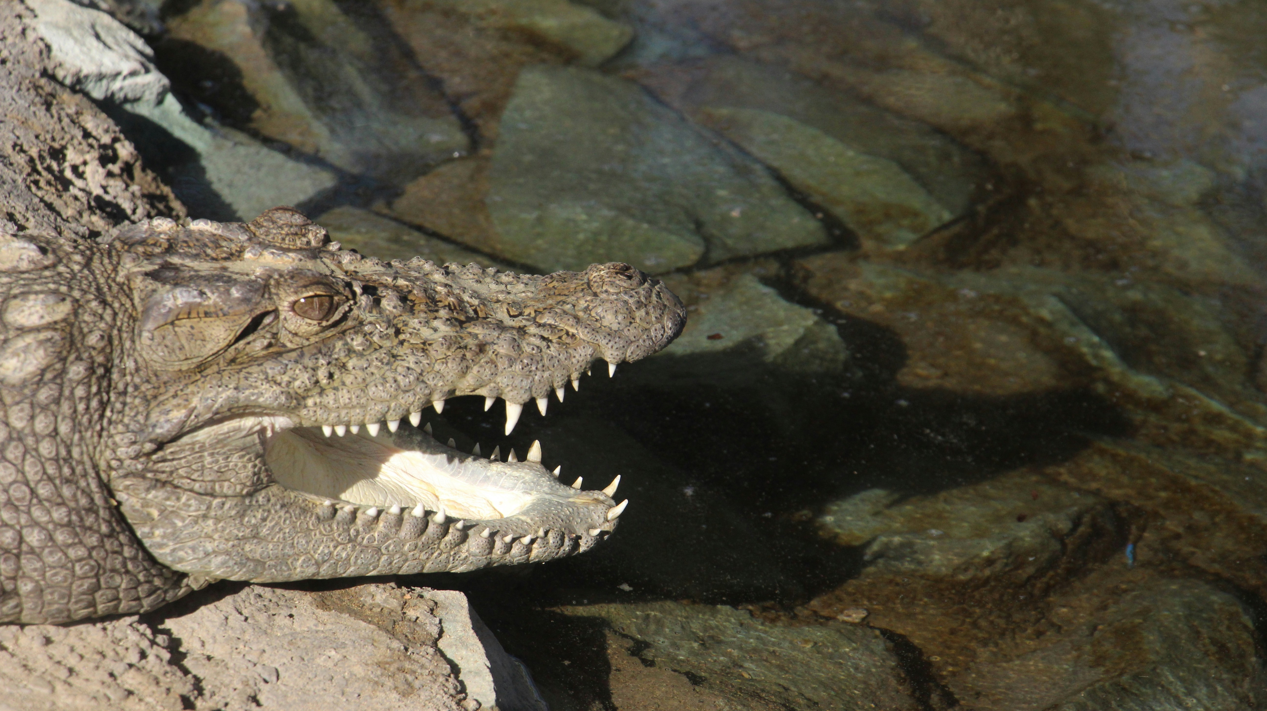 The Health Paradox: Thriving in Toxicity (image credits: unsplash)